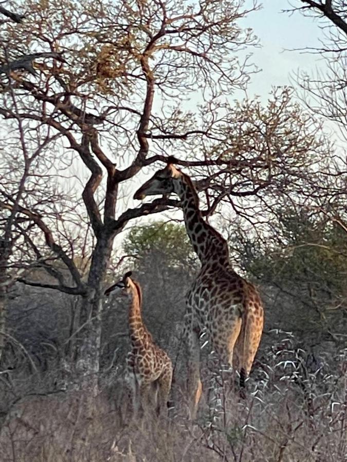 The Cheetah Rest Villa Hoedspruit Dış mekan fotoğraf