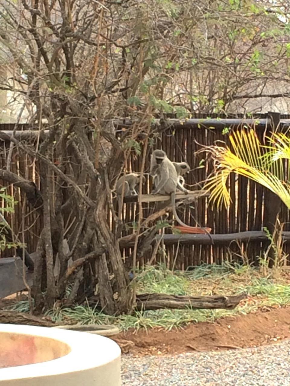 The Cheetah Rest Villa Hoedspruit Dış mekan fotoğraf